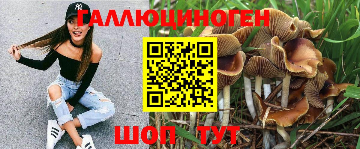 Псилоцибиновые грибы Psilocybine cubensis Лесной
