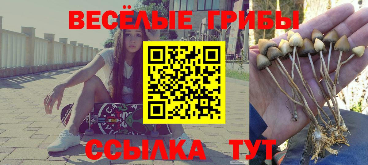 Лесной  Псилоцибиновые грибы Psilocybine cubensis  Вход с VPN 